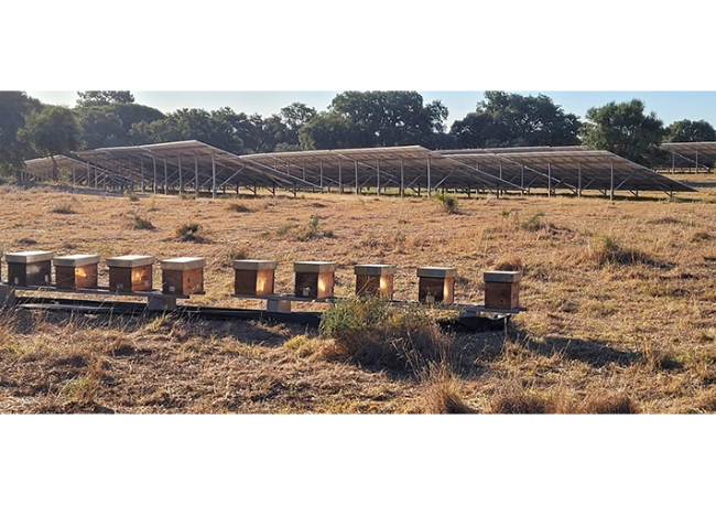 Foto Iberdrola facilita la apicultura en sus centrales fotovoltaicas.